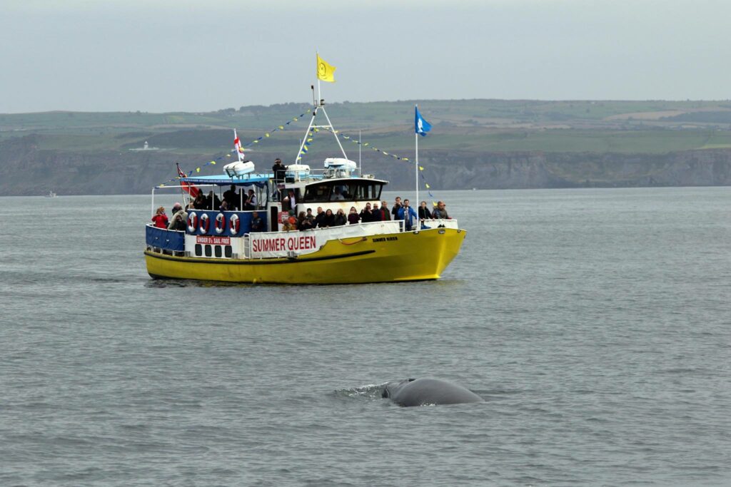 whale watching tours whitby