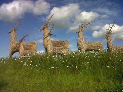 Image name Wolds Way Lavender the 3 image from the post Wolds Way Lavender in Yorkshire.com.