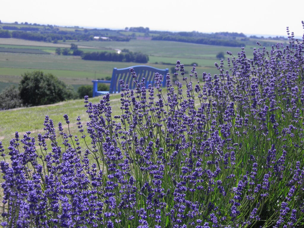 Yorkshire Lavender Visitor Attraction image 3 Image name Yorkshire Lavender the 3 image from the post Yorkshire Lavender in Yorkshire.com.