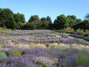 Yorkshire Lavender Visitor Attraction image 1 Image name Yorkshire Lavender 3 the 1 image from the post Yorkshire Lavender in Yorkshire.com.