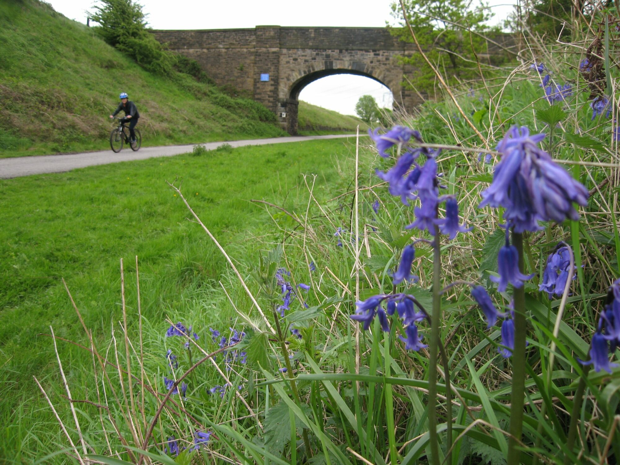 Image name bluebells scaled the 1 image from the post Spen Valley Greenway in Yorkshire.com.