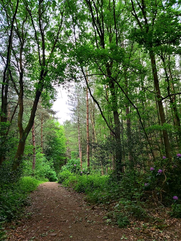 Image name deffer wood woodland the 1 image from the post Walk: Deffer Wood, Barnsley in Yorkshire.com.