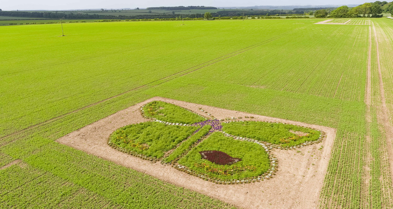 Image name giant woldflower butterfly east yorkshire pea farm birdseye peas for bees the 3 image from the post Competition: Seed box giveaway in partnership with Birds Eye Peas in Yorkshire.com.