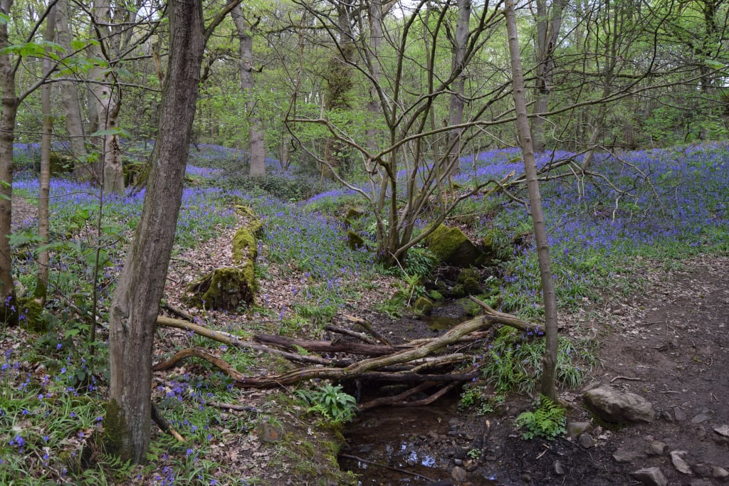 Image name middleton wood bluebells the 25 image from the post The Bluebells of Ilkley's Middleton Woods in Yorkshire.com.