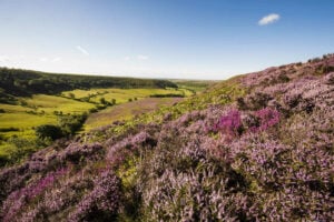 Places to visit in Yorkshire Page image 2 Image name north york moors the 2 image from the post Places to visit in Yorkshire in Yorkshire.com.