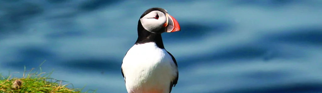 Image name puffin flamborough cliffs nature reserve the 4 image from the post Flamborough in Yorkshire.com.