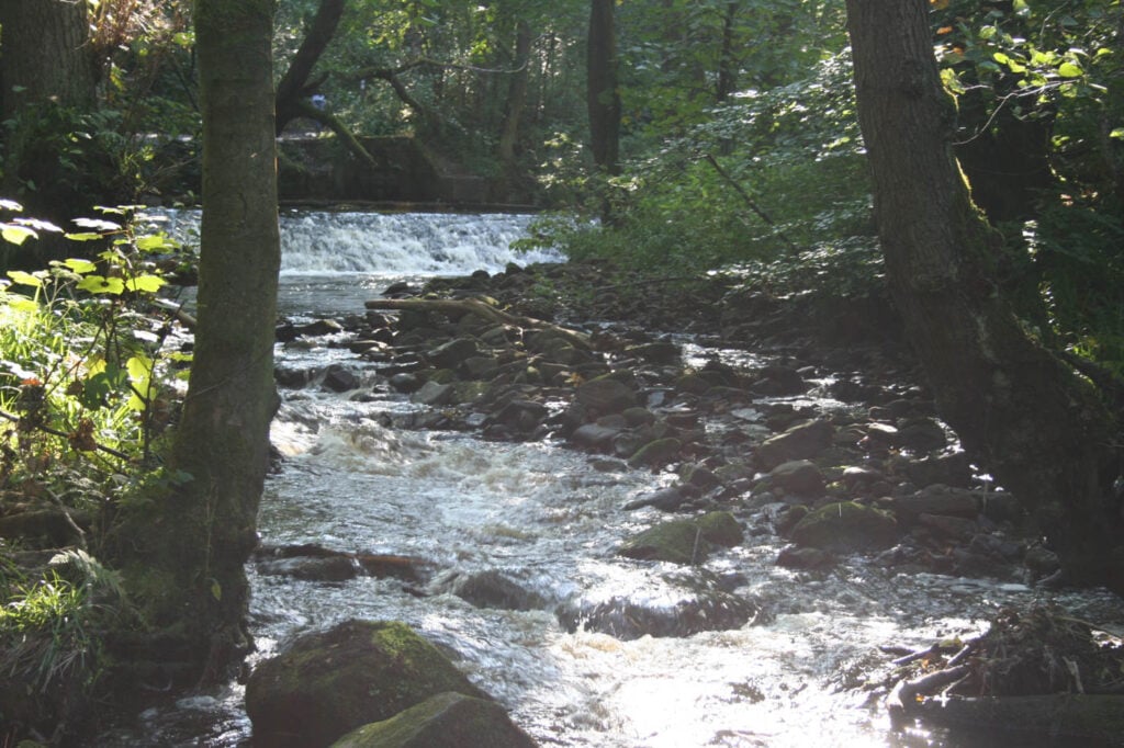 Image name rivelin 4 the 1 image from the post Rambling the Rivelin in Yorkshire.com.