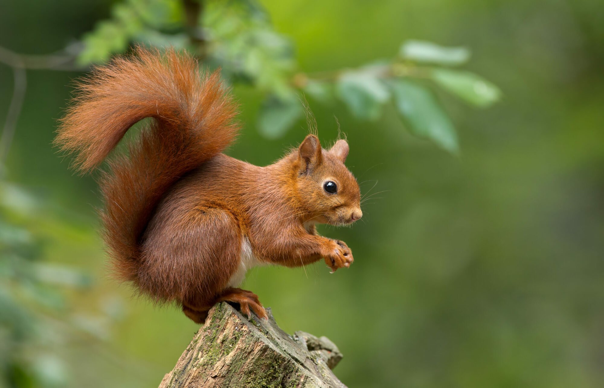 Image name shutterstock 152076950 scaled the 2 image from the post Snaizeholme Red Squirrel Trail in Yorkshire.com.