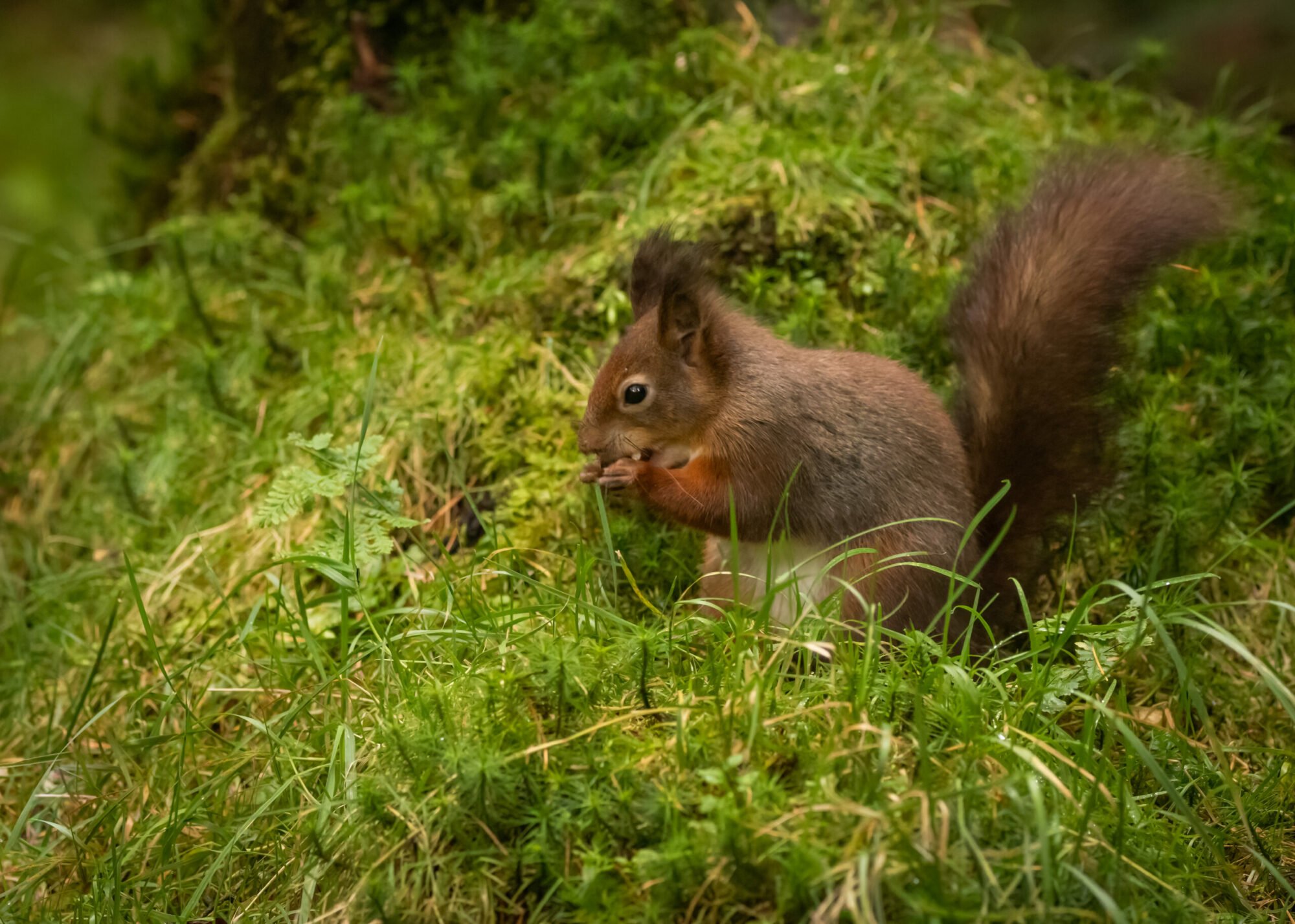 Image name shutterstock 1911486376 scaled the 1 image from the post Snaizeholme Red Squirrel Trail in Yorkshire.com.