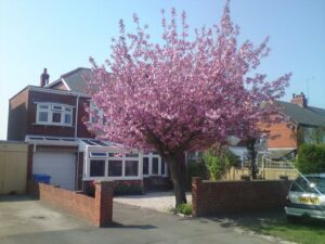 Picture of Cherry Blossom Guest House