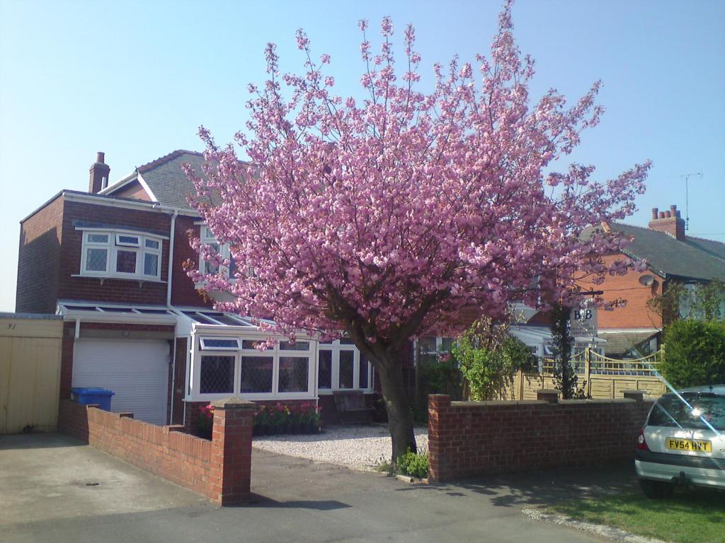 Cherry Blossom Guest House image one