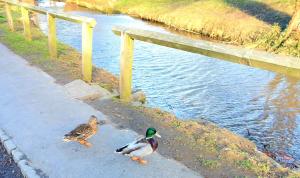 Duck Beck Cottage, Swainby Village, North Yorks. image two