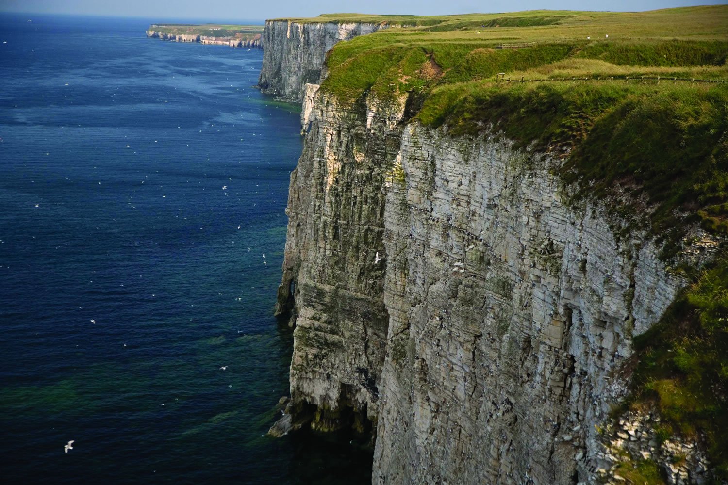 Image name bempton cliffs the 5 image from the post In Touch With Nature in Yorkshire.com.