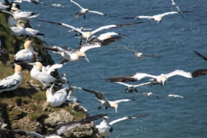 Image name gannets at bempton martin batt the 10 image from the post Flamborough in Yorkshire.com.