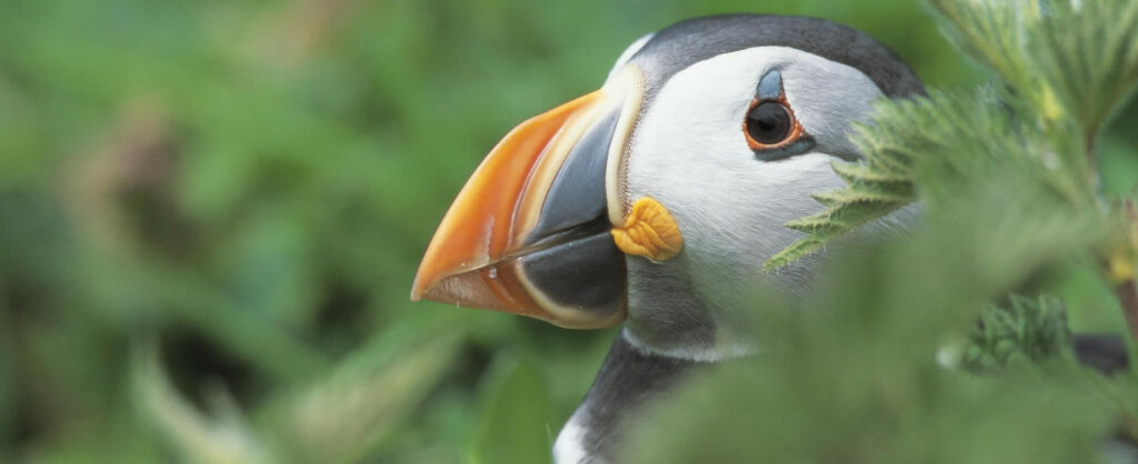 Image name puffin rspb the 1 image from the post Yorkshire, a year in the wild in Yorkshire.com.