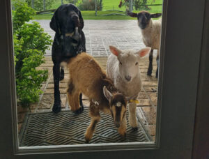 sheep outside front door Australia
