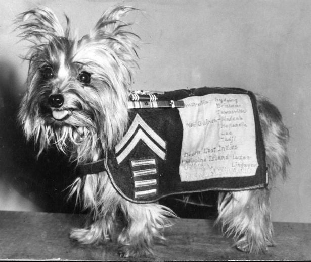 Image name smoky yorkshire terrier war dog us military the 2 image from the post The Yorkshire Terrier in Yorkshire.com.