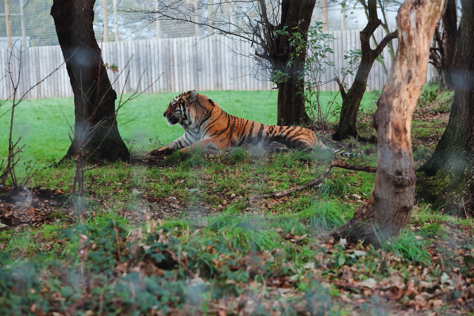 Image name tiger in zoo the 1 image from the post Awesome Attractions in Yorkshire.com.