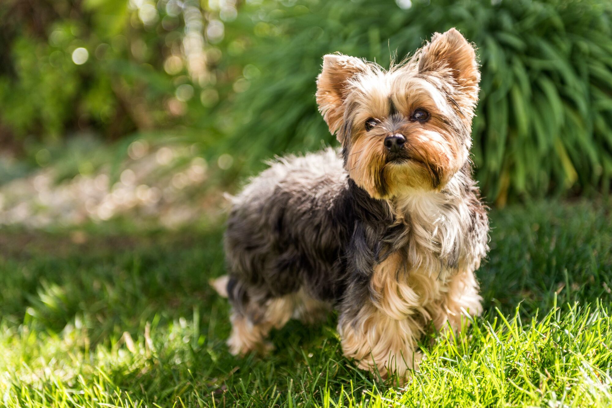 Yorkshire Terrier on grass