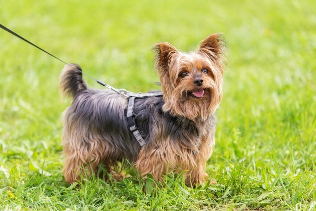 Image name yorkshire terrier on lead the 5 image from the post The Yorkshire Terrier in Yorkshire.com.