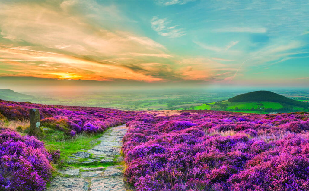 Heather and a path on North York Moors as sun rises