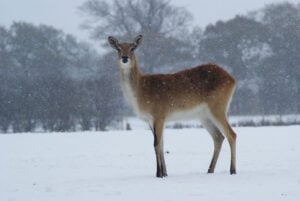 Image name lechwe winter coats november snow the 2 image from the post The Yorkshire Wolds in Yorkshire.com.