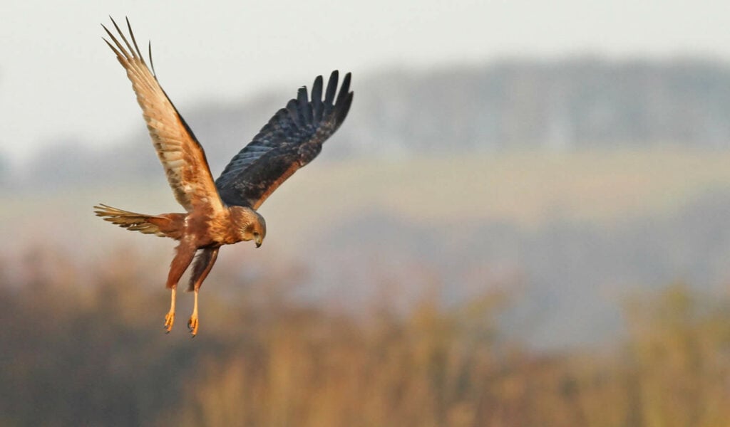 Image name marsh harriermandy west 2 the 8 image from the post Yorkshire Nature Triangle in Yorkshire.com.