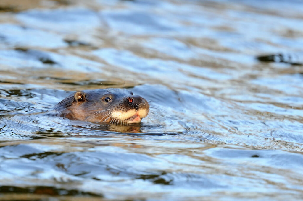 Image name otter head above water the 11 image from the post Yorkshire Nature Triangle in Yorkshire.com.