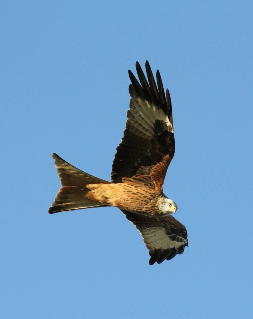 Image name red kite credit martin batt the 4 image from the post Yorkshire Nature Triangle in Yorkshire.com.