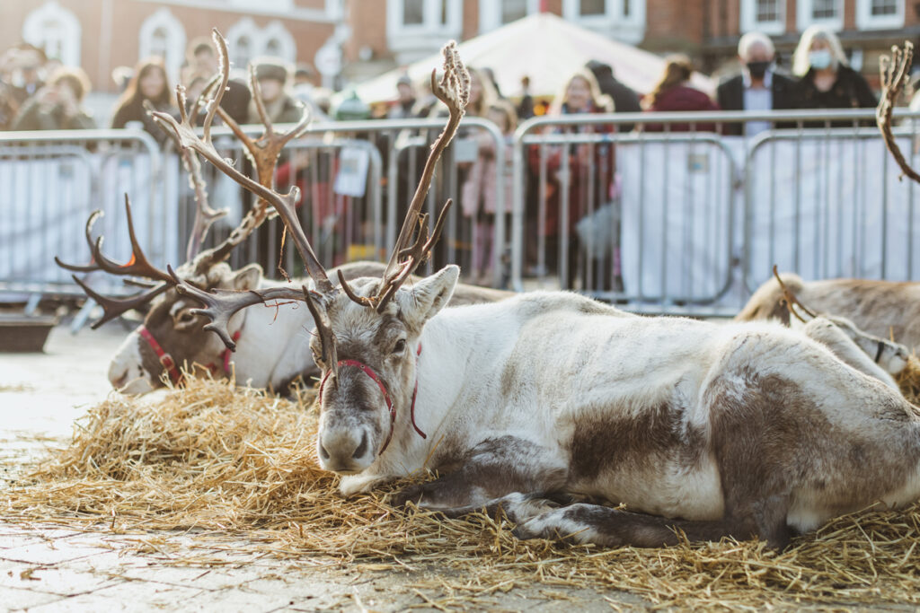 Image name reindeer at beverley christmas market east yorkshire the 2 image from the post Beverley Festival of Christmas 2022 in Yorkshire.com.
