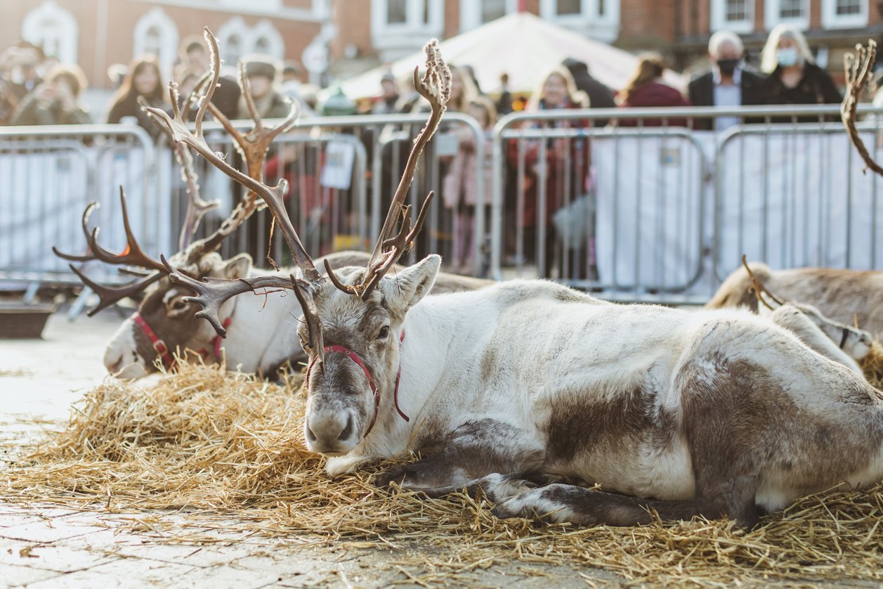 Image name reindeer at beverley christmas market east yorkshire the 31 image from the post Christmas Events around Yorkshire, 2022 in Yorkshire.com.