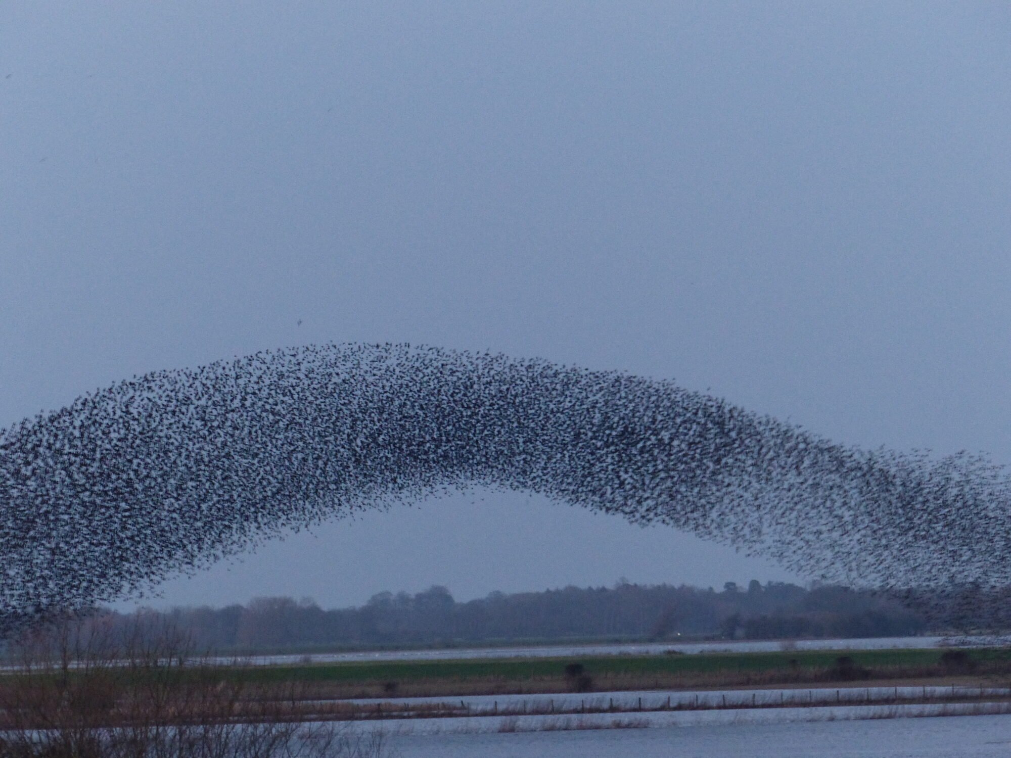 Starlings at North Duffield Carrs