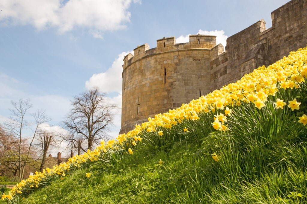York medieval walls with bank of daffodils