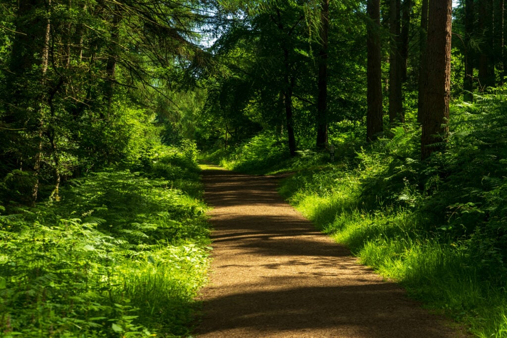 Dalby Forest