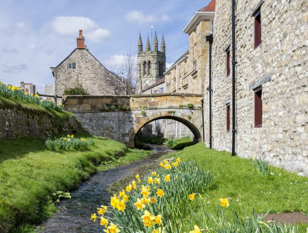 Helmsley daffodils