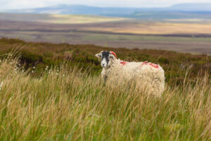 Sheep heather moorland