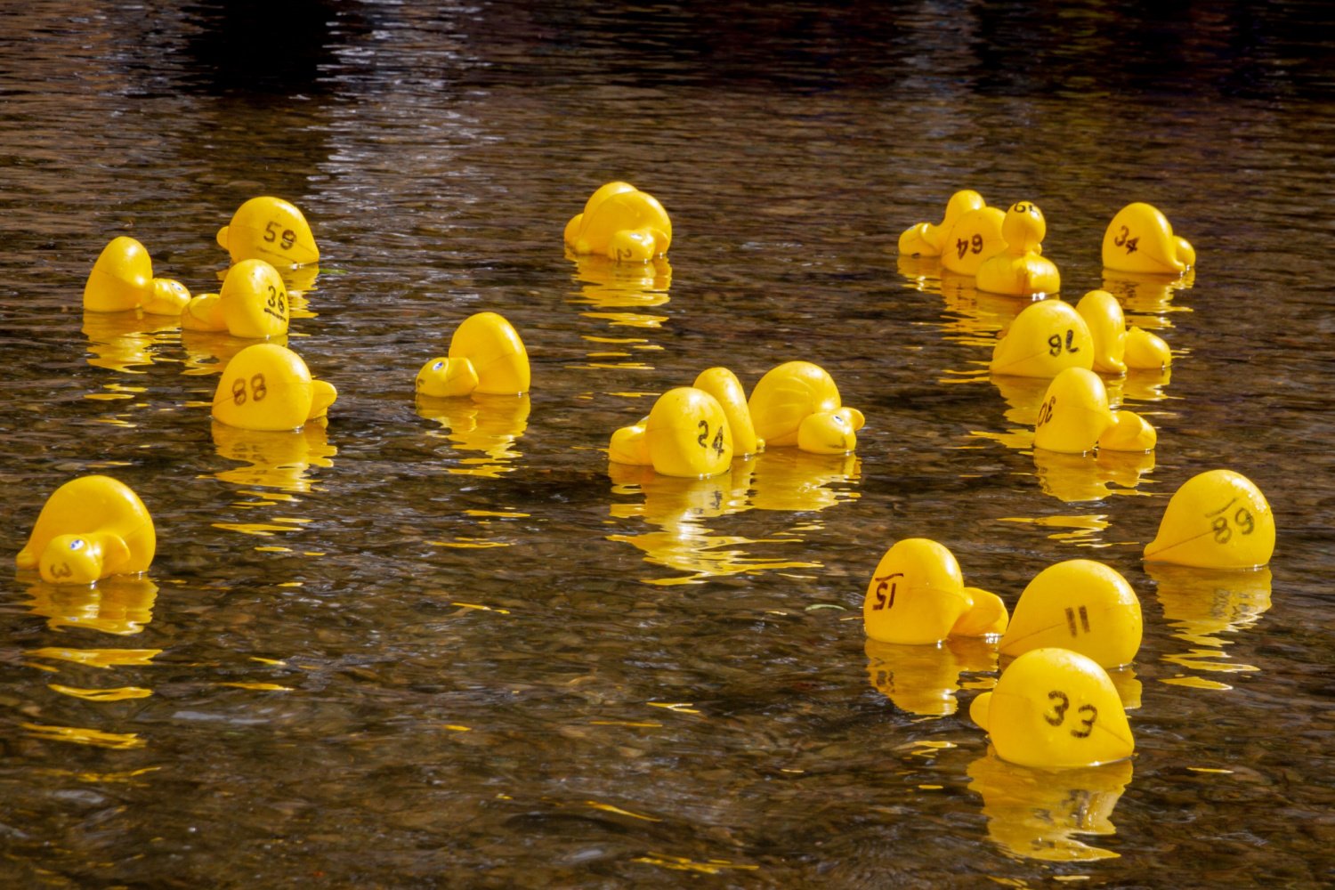 Image name duck race ducks with numbers the 14 image from the post Slingsby Duck Race and Family Fun Day in Yorkshire.com.