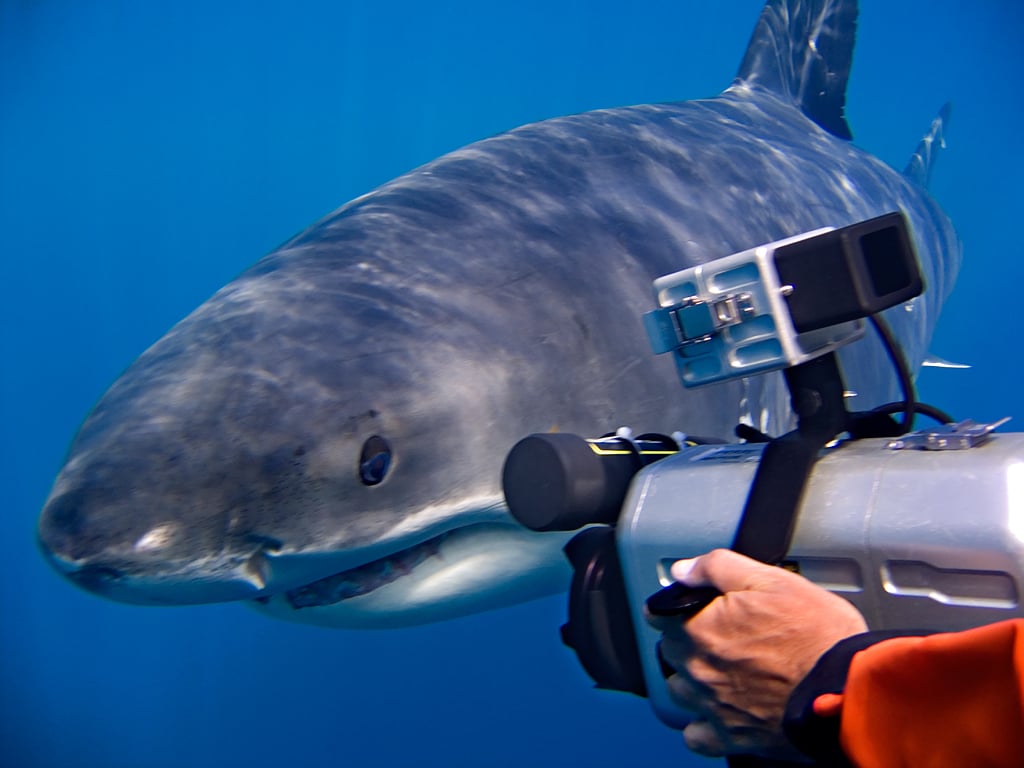 Image name Great White Shark and camera hand 002001 the 12 image from the post Natural History Cameraman, Doug Allan, is coming to Ilkley in Yorkshire.com.
