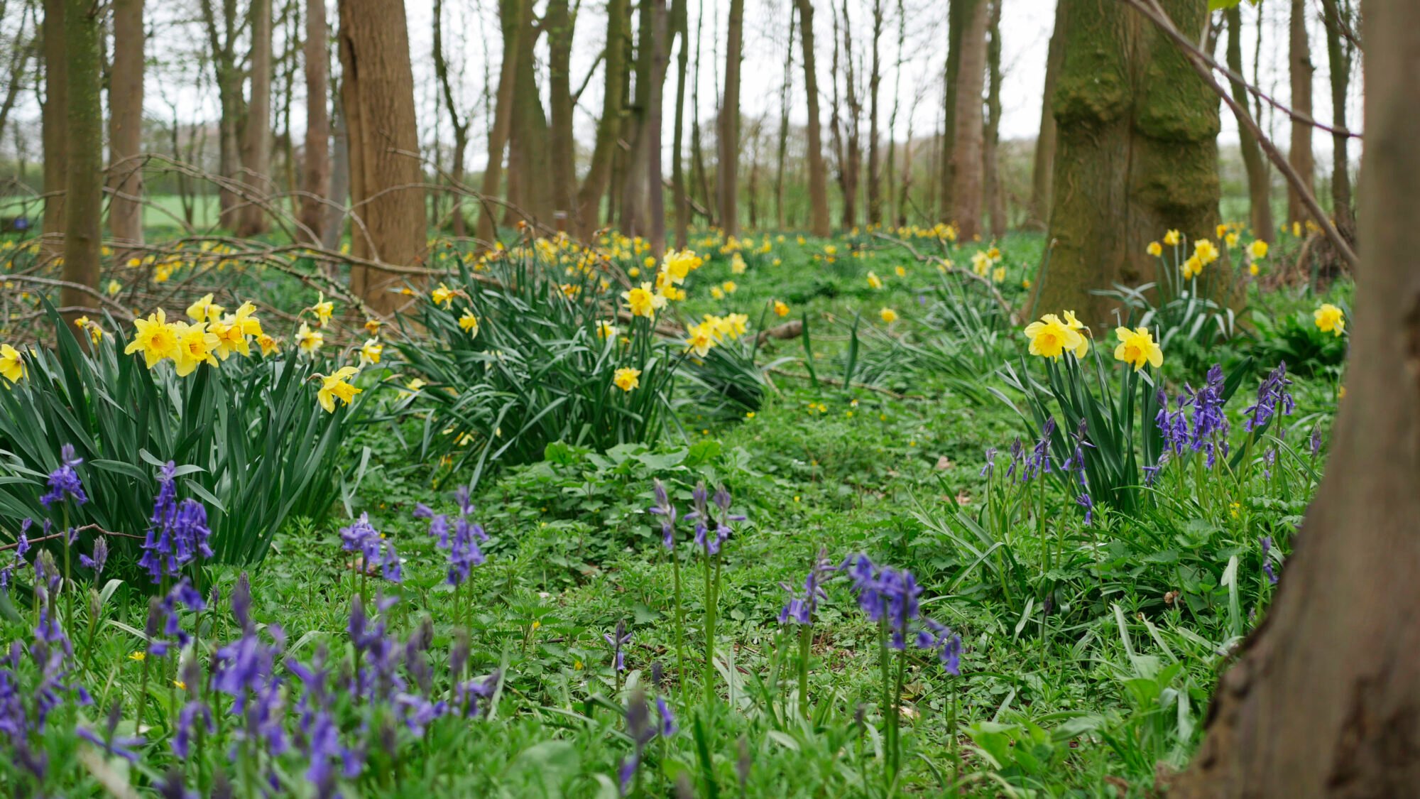 Image name daffodils at burton constable arboretum near hull the 9 image from the post Open Weekend @ Burton Constable Holiday Park & Arboretum in Yorkshire.com.