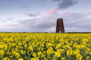 Image name oil seed rape field disused windmill east yorkshire the 3 image from the post East Yorkshire in Yorkshire.com.