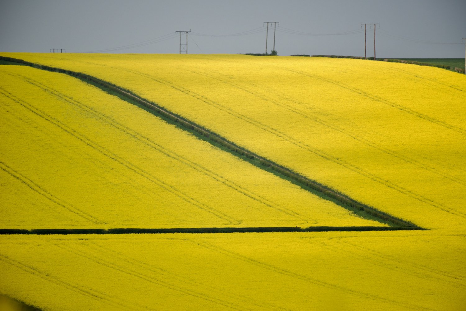 Image name yellow rapeseed fields near kilham east yorkshire the 2 image from the post Haisthorpe in Yorkshire.com.