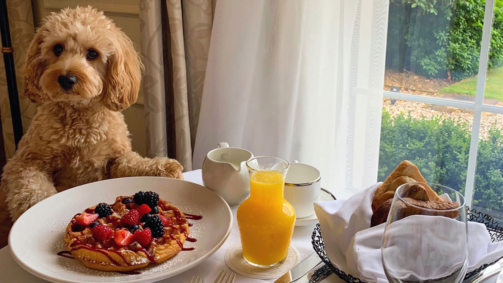 a dog having breakfast in a pet friendly hotel in Whibty