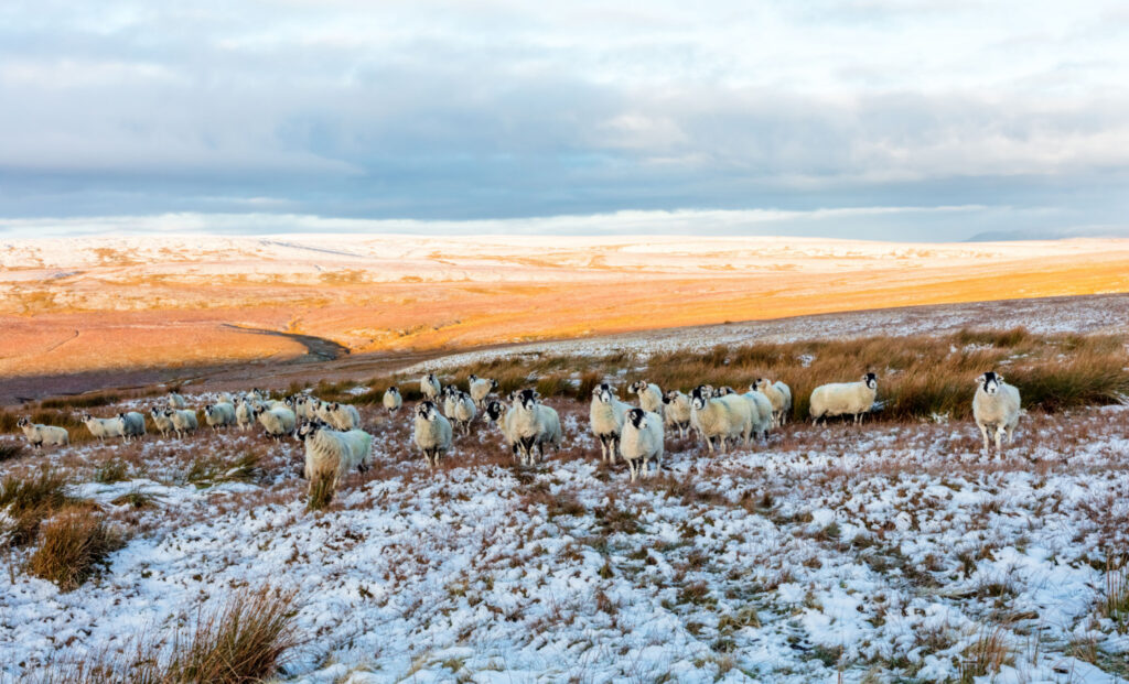 Image name tan hill snow swaledale sheep north yorkshire the 1 image from the post Newsletter - Friday 1st December 2023 in Yorkshire.com.