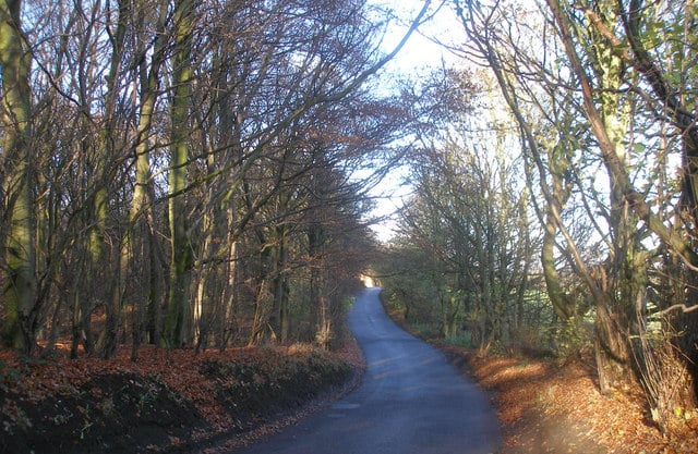 Image name wombwell wood south yorkshire the 21 image from the post Walk: Wombwell Wood in Yorkshire.com.