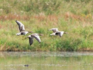 Image name rspb dearne valley south yorkshire greylag geese the 1 image from the post South Yorkshire in Yorkshire.com.