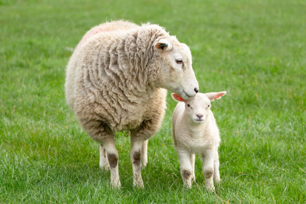 Image name ewe and lamb yorkshire dales the 2 image from the post Welcome to <span style="color:var(--global-color-8);">Y</span>orkshire in Yorkshire.com.