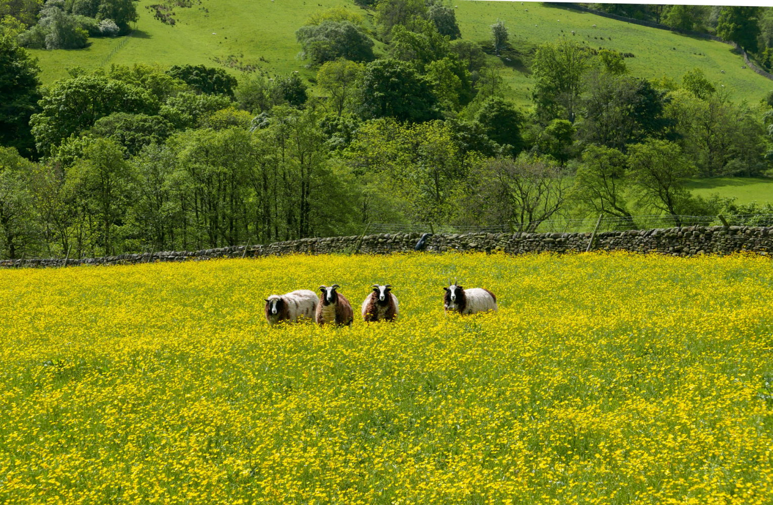 Image name jacob sheep coverdale buttercups yorkshire the 25 image from the post West Scrafton in Yorkshire.com.