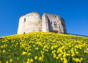 Image name daffodils cliffords tower york yorkshire the 2 image from the post Batley in Yorkshire.com.