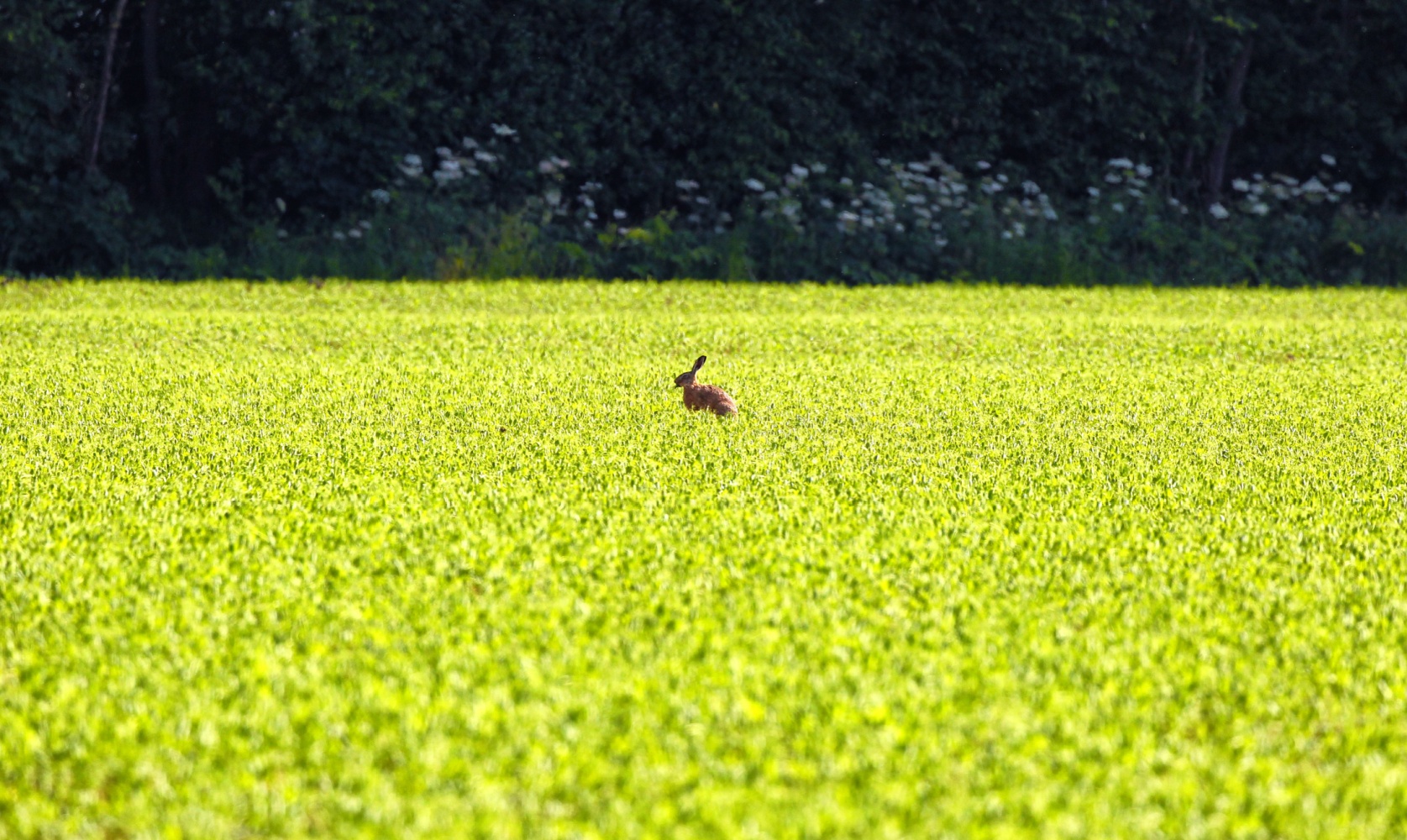 Image name hare in field scampston north yorkshire the 10 image from the post Scampston in Yorkshire.com.
