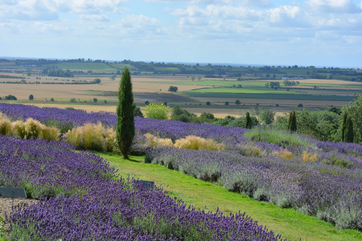 Image name lavender terrington vale of york north yorkshire the 11 image from the post Whenby in Yorkshire.com.